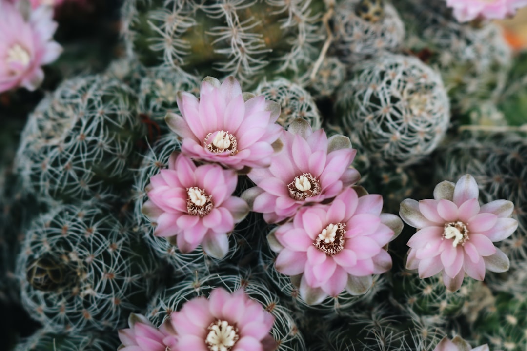 Cuddly Cactus: The Surprisingly Adorable Plant Trend